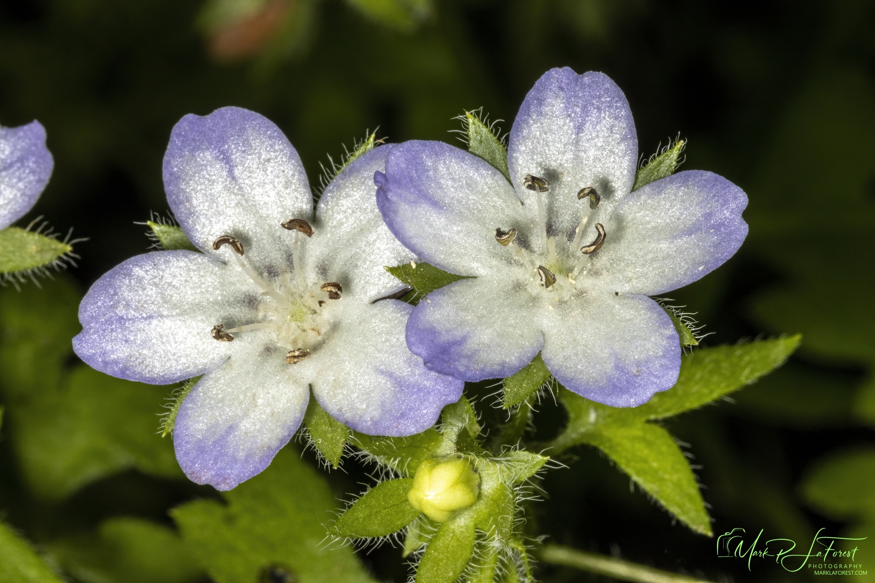 Baby Blue Eyes, Austin, Texas
